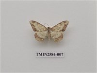 藏品(尺蛾94)的圖片